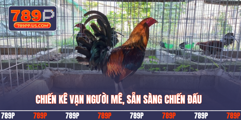 Chiến kê vạn người mê, sẵn sàng chiến đấu