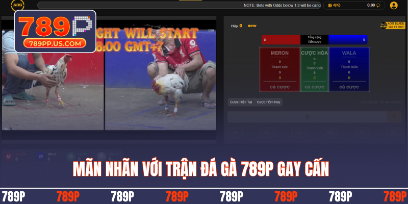 Mãn nhãn với trận đá gà 789P gay cấn